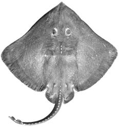 Figure 14. (A) Ventral view of Bathyraja meridionalis and (B) tails of B. papilionifera (above) and B.meridionalis (below). 4(1).