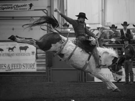 2013 Stock the Year Saddle Bronc Horse of the Year 508 LUNATIC PARTY - Outlaw Buckers Rodeo Corp.