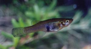 The Eastern Gambusia has the ability to rapidly proliferate (live-bearer, young age at maturity) and abundances of the species generally increase during the warmer breeding period; therefore greater
