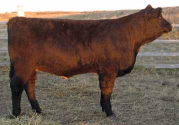Out of Good A Nuff a great female producer, and on the dam s side she goes back to Right Time and Red Dog 7J. This heifer will make one of those females that will stay around for a long time.