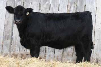 Exposed to Willowdale Whistler 33W PG719354 May 18 to July 18, 2010. Take a look at the volume and thickness in this moderate framed heifer. 3W is going to make a powerful brood cow just like her dam.