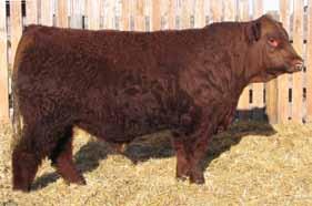 Wildfire is an impressive dark red daughter of Wheatland s Inferno - we have 9 Inferno daughters in our herd and have found them to be great cows, always raising some of our top replacements.