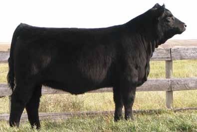 16X has the distinct presence to be your next show heifer or front pasture female.