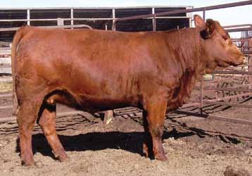 Bred May 2/10 to ACS Red Boomer 659S PTG660604. No exposure. A cherry red Rezult heifer out of a Red Ice cow.