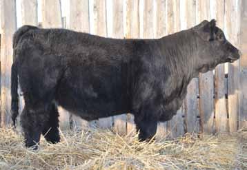 We have retained a full sister and her dam is bred back the same way, so we are able to offer this female.