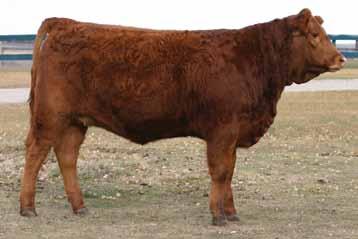 11X is a heifer I am impressed with. She has the typical T-Bone top and hip. She has very sound structure and ample volume.