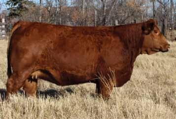 5X was the flashiest bull we had in the pen right from when he was a calf. He has the length, rib, and the haircoat to make a great bull.