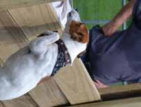 Pet Guinea Pig Mini Trots Sunday 1pm Not to be missed DOG HIGH JUMP To be run after the Pet Show Sponsored by EAGraphics 1st prize