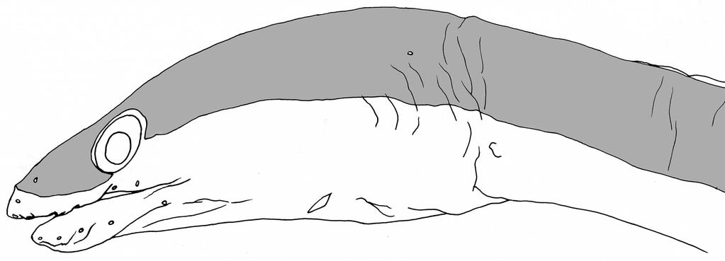 horizontal distance from a vertical through posterior margin of gill opening to origin almost equal to snout length.