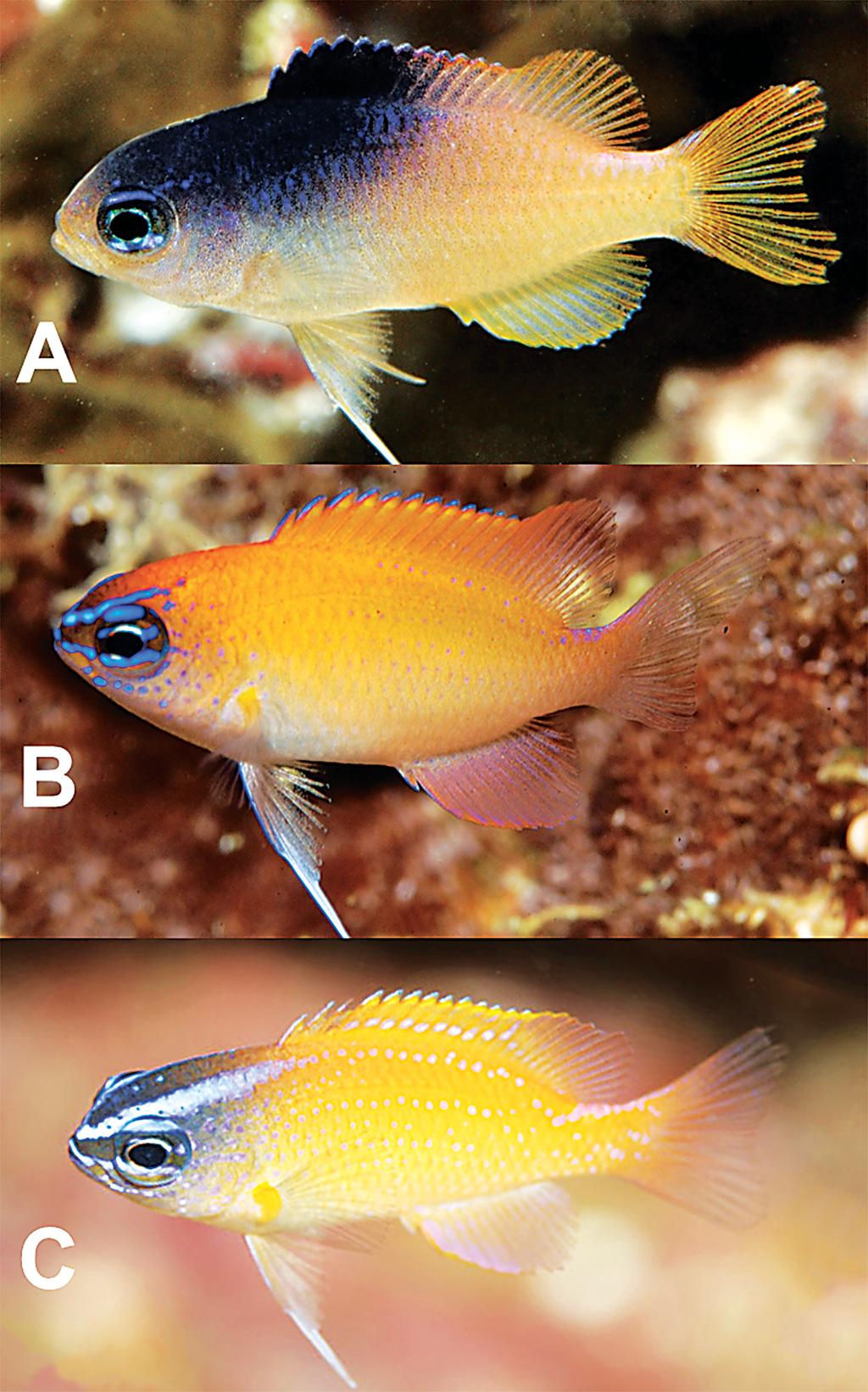 Figure 7. Underwater photographs of small juveniles, approximately 15-20 mm SL: A. C.