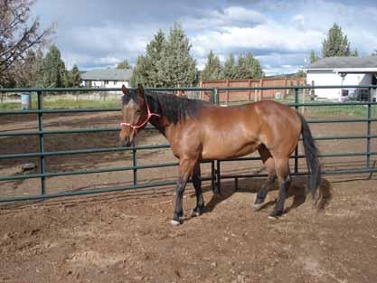 Mattie ( Sheza Tight Fit) American Quarter Horse 2/3 Mare, Feb. 09, 2001 Bay Star 15 hh Mattie is an incredible little mare. She is the sweetest thing with a very loving horsenality.