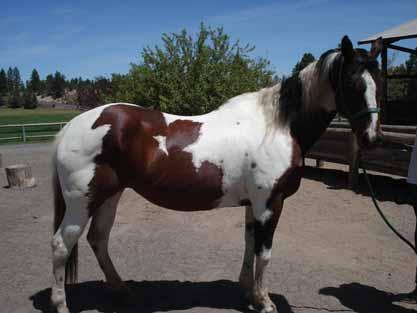 Velvet ( Miss Velvet) American Paint Horse 2/3 Mare, 1992 Bay Tobiano 15.3 hh Velvet is an amazing mare. She is big, strong and kind.