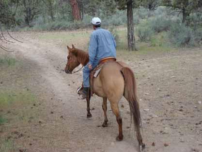 Sunny ( The Sundance Kid) American Quarter Horse 2/3 Gelding, 1997 Red Dun Blaze and snip 15.2 hh Sunny is one heck of a guy! He is big, sensible and willing.