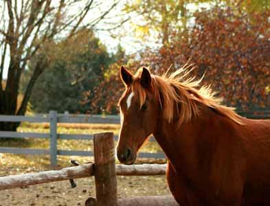 Spirit ( Threat of Beam) Tennessee Walking Horse 2/3 Gelding, July 18, 1997 Chestnut/Sorrel Star, Snip, Mixed Tail 15.2 hh Spirit is a very smooth gaited TWH. He loves attention and loves people.