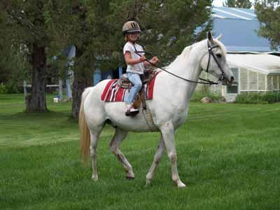Mo ( Mojave) Arabian 2/4 Gelding, 1992 Gray/White 14.3 hh Mo is a smart, well trained, even tempered Arabian.