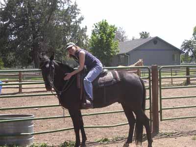 Scout ( Challenge s Merit Scholar) Tennessee Walking Horse 3/4 Gelding, June 2, 2002 Black Star, Snip, Off Hind Fetlock 15 hh Scout is a sweet and loving TWH.