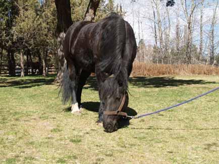 Des ( Des Amié) Percheron 3/3 Mare, 2002 Black Heart Star, Off Right Hind Fetlock 16 hh Des is a stunning and loving Percheron, who is quite agile for her size.