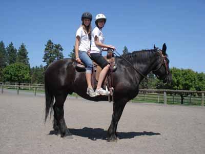 Big ( Big Boy) Percheron 1/2 Gelding, 1991 Black Star, Snip 16.3 hh Big is a wonderful and sweet natured Percheron Draft that is leased to at this time.