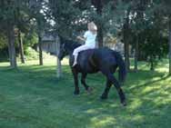 He is actually very responsive and athletic for his size and neck reins and direct reins as well.