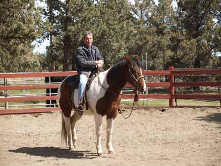 Bo ( Sr. Bonanza Jack) Paint/Quarter Horse 3/3 Gelding, 2002 Chestnut/White Blaze 16 hh Bo is a loyal friend and amazing partner. He has a great deal of schooling under well known trainer Dave Weaver.