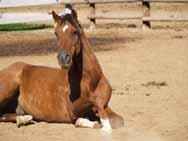 Cutter ( Danse Hall s Cutter) Na onal Show Horse (Arabian/Saddlebred) 3/4 Gelding, 1997 Bay Star, 3 white socks 15.2 hh Cutter is a tall, beautiful, seasoned trail horse.