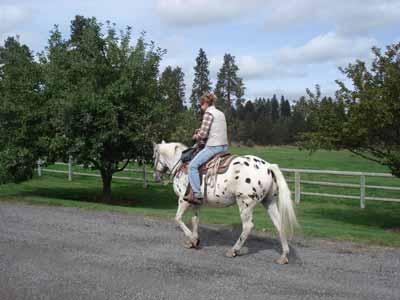 Apache (aka Patches or Chip) Appaloosa 1/2 Gelding, 1989 Leopard Pa ern (white w/black spots) 15.1 hh Apache is fairly new to the FlySpur riding program.