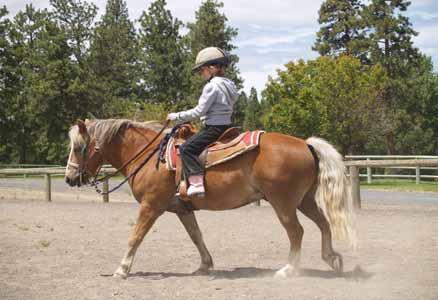 Tanner ( Aztec Gold) Halflinger Cross 1/3 Gelding, 2004 Palomino Blaze w/ Flaxen mane and tail 13 hh Tanner is an adorable, dynamite little horse (he doesn t know he s a pony and we sometimes call