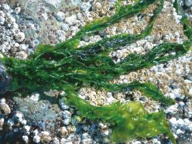 STILL SURVIVE Nori rs Porphyra spp. A seaweed with very thin, brownishpurple blades.