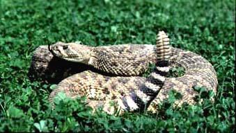 Table D-15. Venomous Snakes (continued) Western Diamondback Rattlesnake A member of the pit viper family, the venomous, six- to eight-foot-long diamondback is one of the world's most dangerous snakes.