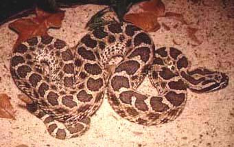 Massasauga Rattlesnake Massasaugas are stout bodied snakes with a triangular shaped head. There is a row of black or dark brown mid-dorsal blotches on a lighter brown or gray background.