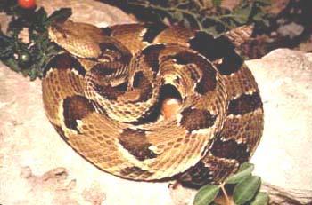 This is a small rattlesnake that measures 17 39 ½ inches in length. Timber Rattlesnake Timber Rattlesnakes are heavy-bodied pit vipers with a prominent rattle at the end of the tail.