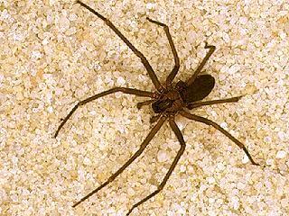 Table D-16. Dangerous Spiders (continued) Brown Recluse The brown or violin spider is brownish to tan in color, rather flat, 1/2 to 5/8 inches long with a dark brown "violin" shape on the top.