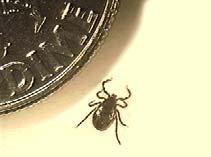the related western-blacklegged tick are the primary (and possibly the only) known transmitters of true Lyme disease in the United States.