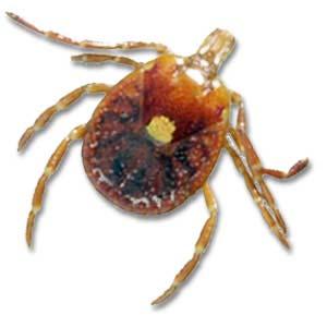 The lone star tick is primarily found in the southern half of Illinois, although it can occasionally be found further north.