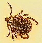 Although it can transmit Rocky Mountain spotted fever, the lone star tick is not as likely to transmit the disease as the American dog tick.