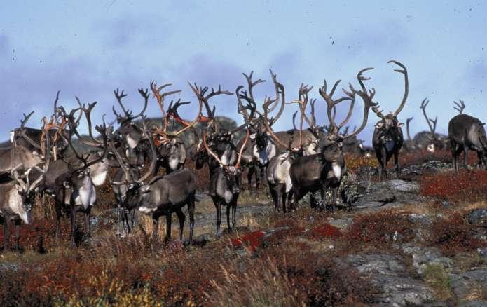 The Great Crashing Caribou Hoax A Simple