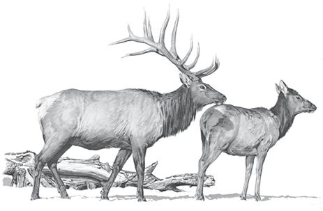 Erect tail is all white BUCK Antlers of a mature bull generally have 5 tines projecting from a main beam Buck has distinctive black band