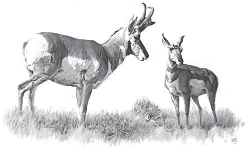 also have small horns Large ears in proportion to head Ears are smaller in proportion to head than a mule deer DOE Mane (ruff) is shorter