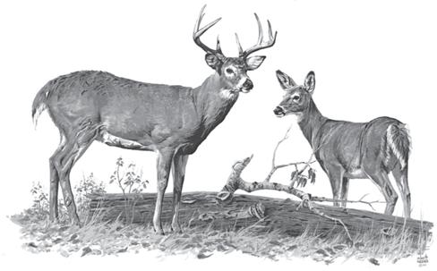 skull. Doe/fawn: Any antelope with horns less than 4 inches long as measured from the top of the skull.