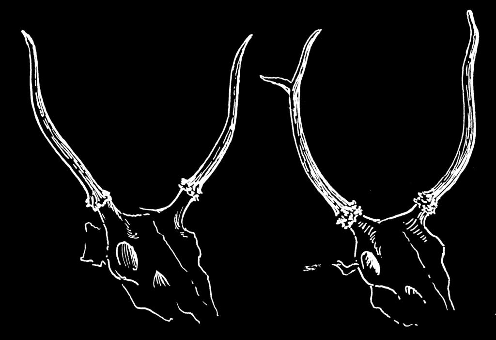 Antlered Bull: Any elk having an antler or antlers at least 4 inches long as measured from the top of the skull Antlerless: A female or