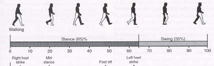 CONTRAST of WALKING JOGGING RUNNING PARAMETER WALKING JOGGING RUNNING Speed 2-4 mph 5-9 mph 10+ mph Stance Time Duration.6 sec.3 sec.