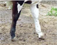 One or more legs encircled with black or red hair which touches the hoof at any point is considered