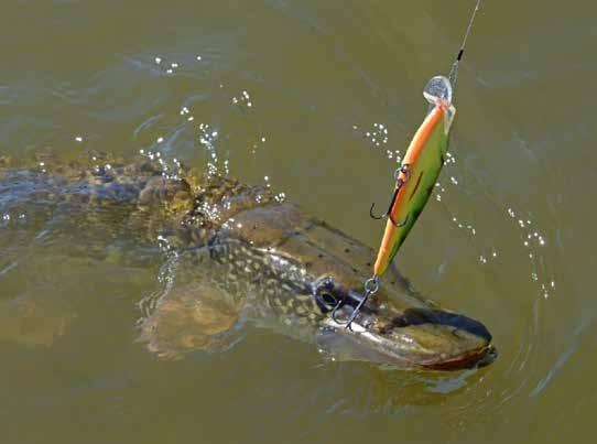 EXECUTOR SHALLOW RUNNER The Salmo EXECUTOR is a treat for the traditionalist lure angler. The proven shape and flawless tail-side action are two traits that should convince anyone to try the EXECUTOR.