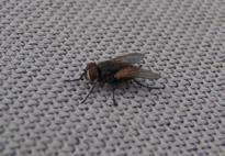 Adult flies can only eat liquid foods and have sponging mouthparts specialized to help them feed. Eggs are usually laid on decaying matter such as animal fecal material, grass clippings, or garbage.