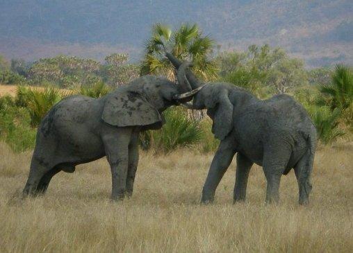 ELEPHANTS Parties noted a report on the trends in levels of illegal killing of elephants based on data to the end of 2011. It indicates a sad and ongoing increase in poaching.