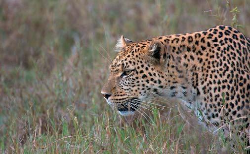 Agenda item 21 Review of Resolutions and Decisions There is only one subject of direct interest in this item: The deletion of two decisions from the last CoP concerning quotas for leopard hunting