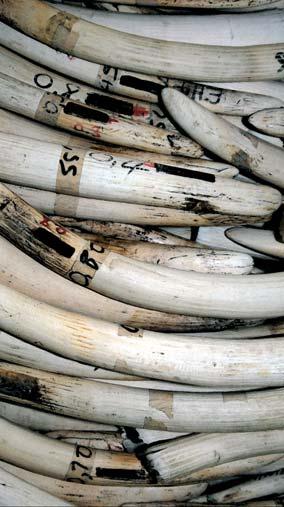 recommending that all countries (Parties and non-parties) and in particular those where there is a legal domestic market for ivory to close these markets.