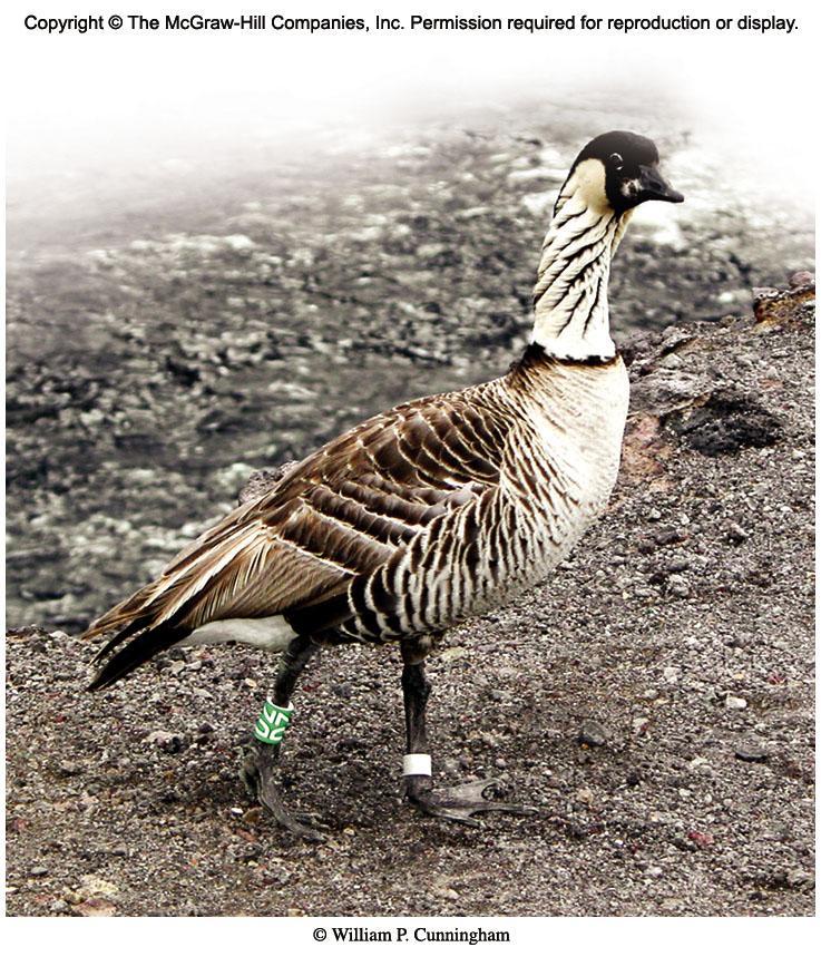 NeNe Hawaiian goose was successfully bred in captivity and released By the 1950s there were