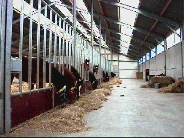 Introduction Breeding and working with cattle and horses employs