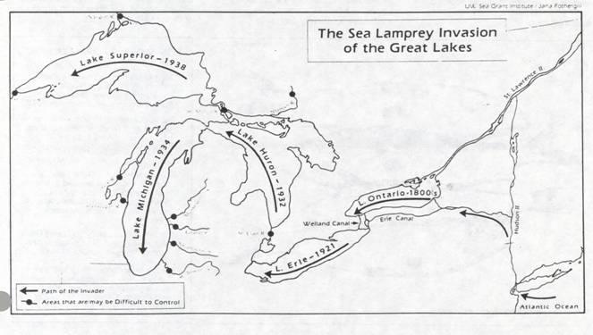 Sea Lamprey: Great Lakes Invader Lake Superior Sea Lamprey